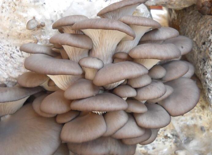 信邦生物科技 秀珍菇